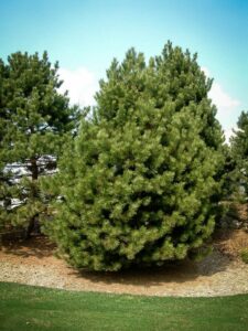 Сосна Чёрная (Pinus Nigra) купить по цене от 270.00р. в интернет-магазине «Посадика» с доставкой почтой в в Североморске и по всей России – [изображение №1].