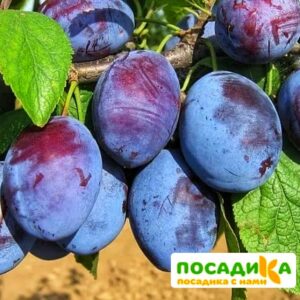 Слива Чачакская ранняя купить по цене от 229.00р. в интернет-магазине «Посадика» с доставкой почтой в в Североморске и по всей России – [изображение №1].