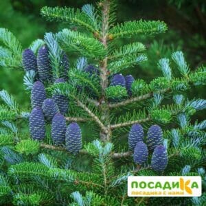 Пихта корейская (Abies koreana) купить по цене от 450.00р. в интернет-магазине «Посадика» с доставкой почтой в в Североморске и по всей России – [изображение №1].