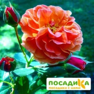 Роза Арабия купить по цене от 350.00р. в интернет-магазине «Посадика» с доставкой почтой в в Североморске и по всей России – [изображение №1].