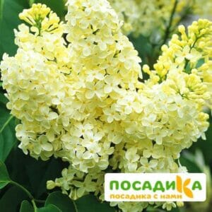 Сирень Примроуз (Primrose) купить по цене от 529.00р. в интернет-магазине «Посадика» с доставкой почтой в в Североморске и по всей России – [изображение №1].