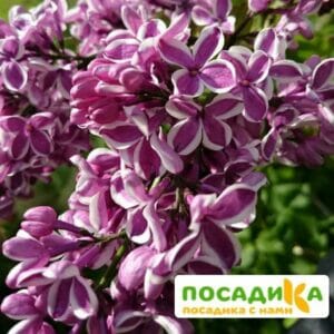 Сирень Сенсация купить по цене от 529.00р. в интернет-магазине «Посадика» с доставкой почтой в в Североморске и по всей России – [изображение №1].