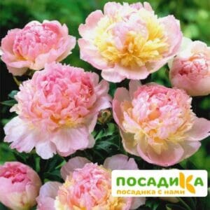 Пион Распберри Сандей (Paeonia Raspberry Sundae) купить по цене от 959р. в интернет-магазине «Посадика» с доставкой почтой в в Североморске и по всей России – [изображение №1].