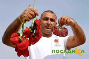 Клубника Гигант Джорнея купить по цене от 266р. в интернет-магазине «Посадика» с доставкой почтой в в Североморске и по всей России – [изображение №1].