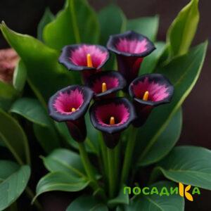 Калла Аура Лейс купить по цене от 400р. в интернет-магазине «Посадика» с доставкой почтой в в Североморске и по всей России – [изображение №1].
