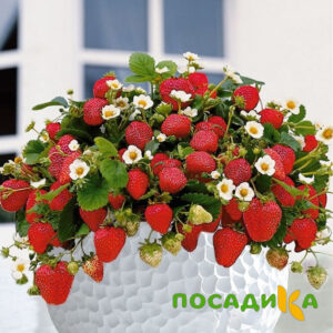 Клубника Рубиновый Шепот (горшечная) купить по цене от 240р. в интернет-магазине «Посадика» с доставкой почтой в в Североморске и по всей России – [изображение №1].
