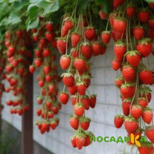 Клубника вьющаяся Комплимент купить по цене от 470р. в интернет-магазине «Посадика» с доставкой почтой в в Североморске и по всей России – [изображение №1].