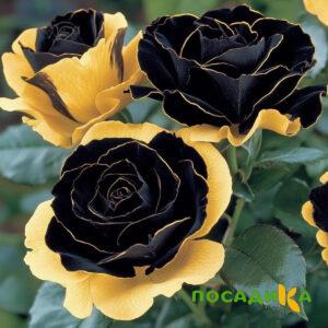 Роза Ханни Сикл купить по цене от 700р. в интернет-магазине «Посадика» с доставкой почтой в в Североморске и по всей России – [изображение №1].