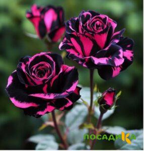 Роза Багровый Шепот купить по цене от 366р. в интернет-магазине «Посадика» с доставкой почтой в в Североморске и по всей России – [изображение №1].