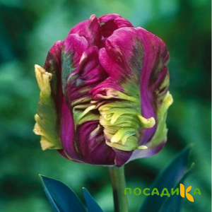 Тюльпан Экзотик Хэвен купить по цене от 186р. в интернет-магазине «Посадика» с доставкой почтой в в Североморске и по всей России – [изображение №1].