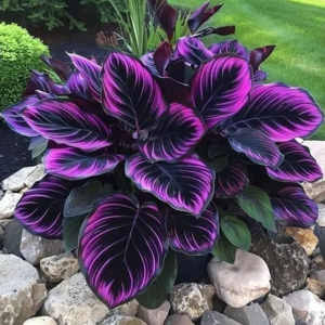 Хоста Люминоза купить по цене от 450р. в интернет-магазине «Посадика» с доставкой почтой в в Североморске и по всей России – [изображение №1].