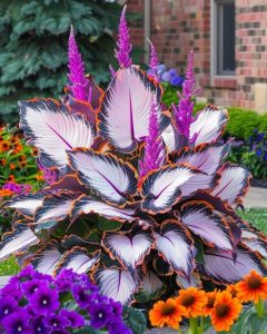 Хоста Кримэн Дрим купить по цене от 549р. в интернет-магазине «Посадика» с доставкой почтой в в Североморске и по всей России – [изображение №1].