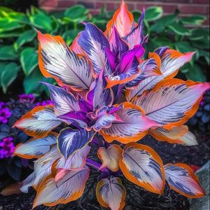 Хоста Эмеральд Тиара купить по цене от 602р. в интернет-магазине «Посадика» с доставкой почтой в в Североморске и по всей России – [изображение №1].