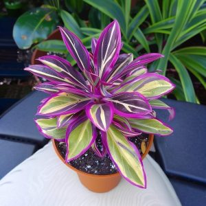 Хоста Сильвер Стик купить по цене от 650р. в интернет-магазине «Посадика» с доставкой почтой в в Североморске и по всей России – [изображение №1].