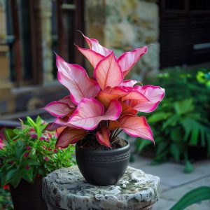 Хоста Розовая Симфония купить по цене от 800р. в интернет-магазине «Посадика» с доставкой почтой в в Североморске и по всей России – [изображение №1].