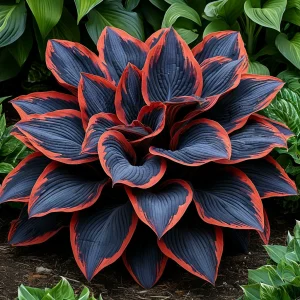 Хоста Солнечный Агат купить по цене от 440р. в интернет-магазине «Посадика» с доставкой почтой в в Североморске и по всей России – [изображение №1].