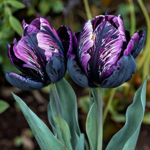 Тюльпан Блэк Каньон купить по цене от 305р. в интернет-магазине «Посадика» с доставкой почтой в в Североморске и по всей России – [изображение №1].