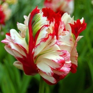 Тюльпан Эстелла Рижнвельд купить по цене от 500р. в интернет-магазине «Посадика» с доставкой почтой в в Североморске и по всей России – [изображение №1].