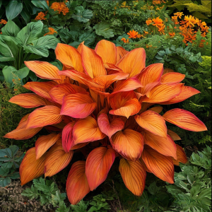 Хоста Солнечный Нектар купить по цене от 605р. в интернет-магазине «Посадика» с доставкой почтой в в Североморске и по всей России – [изображение №1].