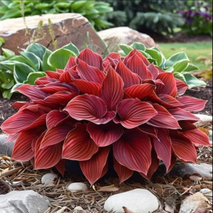 Хоста Рэд Эйнджл купить по цене от 549р. в интернет-магазине «Посадика» с доставкой почтой в в Североморске и по всей России – [изображение №1].