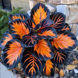 Хоста Сикрет Форест купить по цене от 601р. в интернет-магазине «Посадика» с доставкой почтой в в Североморске и по всей России – [изображение №1].