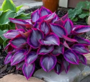 Хоста Сикрет Гарденс купить по цене от 549р. в интернет-магазине «Посадика» с доставкой почтой в в Североморске и по всей России – [изображение №1].